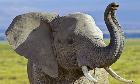 An Elephant