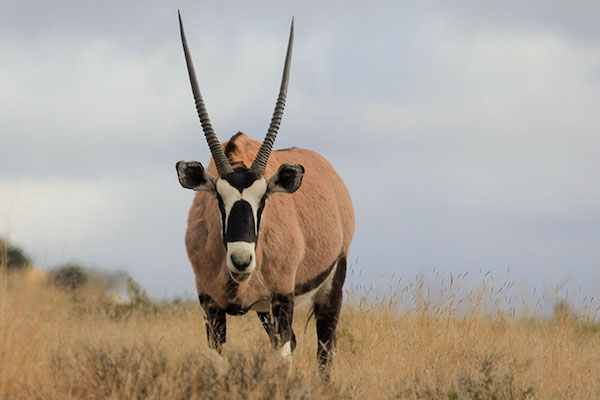 A Gemsbok