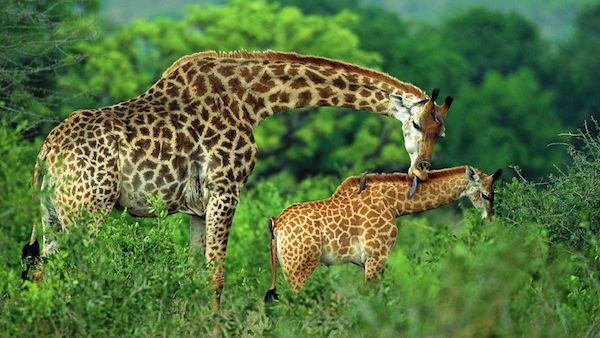 Image of Giraffes