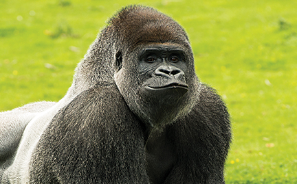 A Gorilla