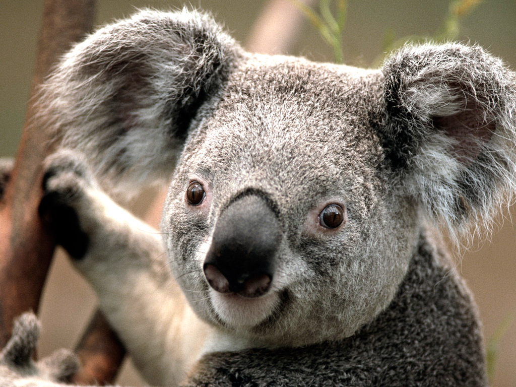 A Koala Image