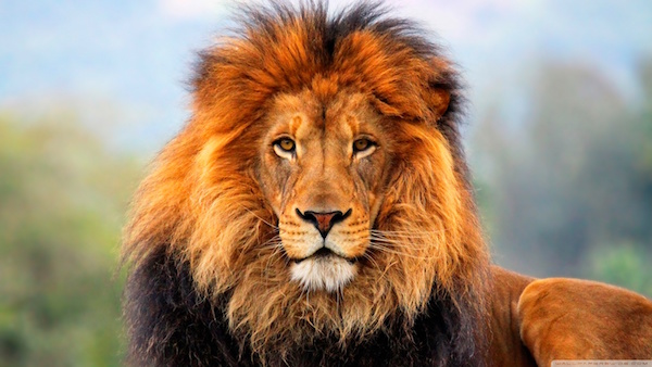 A Lion Image