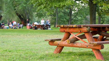 Forest and Chair Image