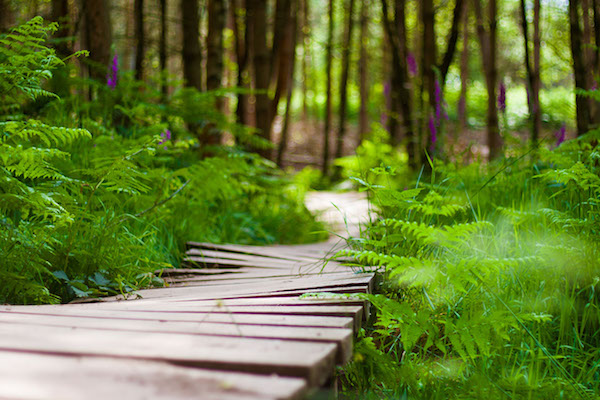 Monkey Trail Image