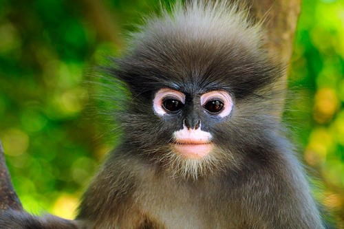 A Monkey