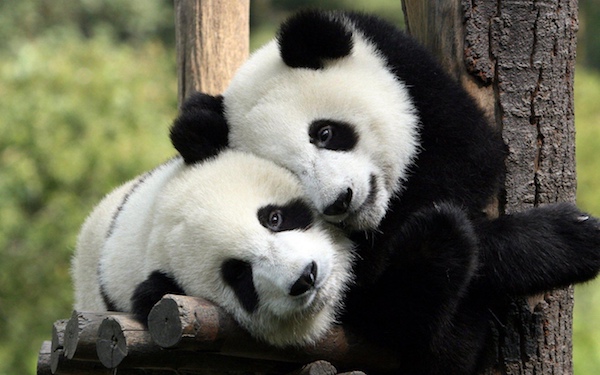 Panda Image