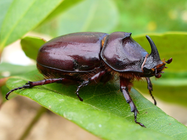 A black beetle