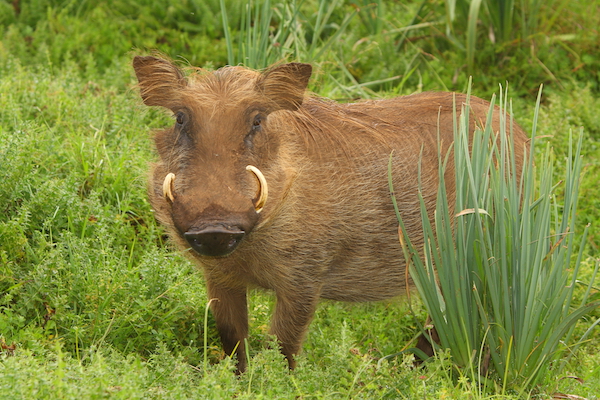 A Warthog